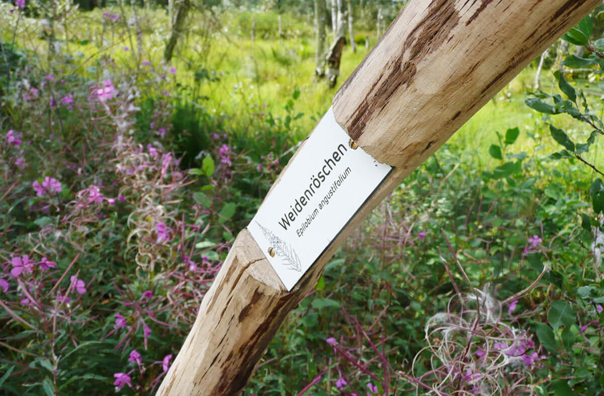 Ein dicker Stock hat ein Schild, auf dem Weidenröschen steht. Daneben ist eine Zeichnung der Pflanze. Der Stock steckt in einem Busch voller Weidenröschen. 